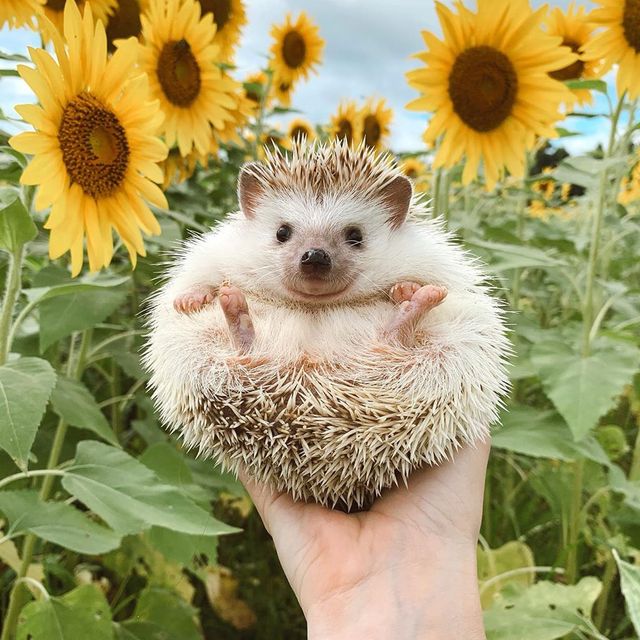 a hedgehog
