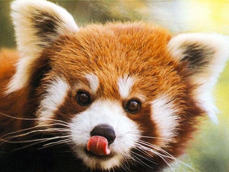 a red panda