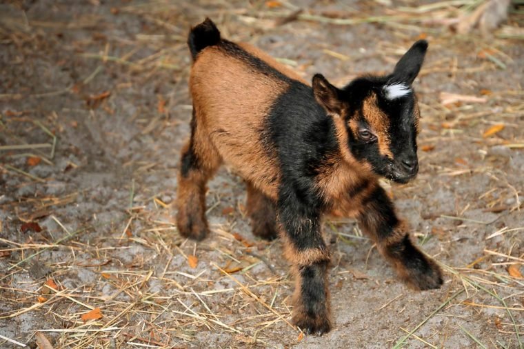 a baby goat