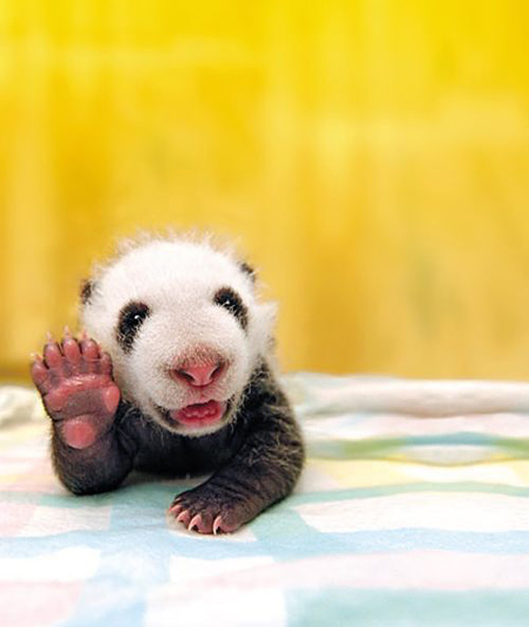a baby panda