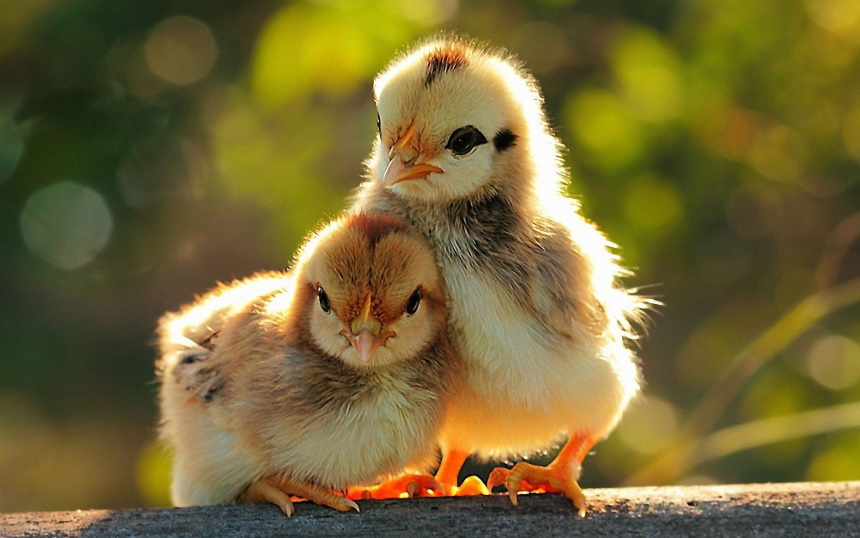 baby chickens