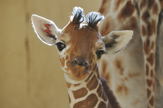 a giraffe
