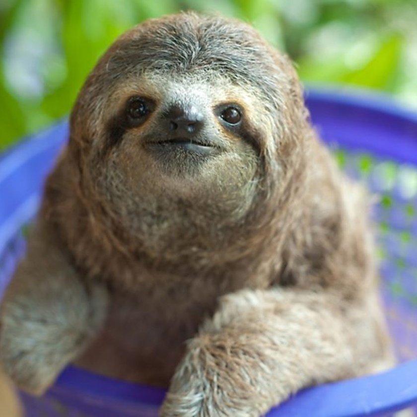 a sloth
